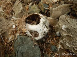 Seru_Sami_20150625_041